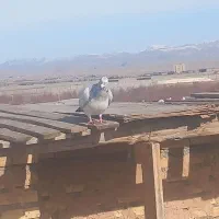 کبوتر پرشی|پرنده|مشهد, فرخد|دیوار