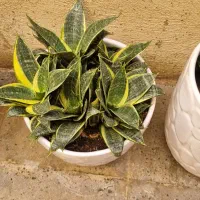 سانسوریا تک رنگ و دو رنگ