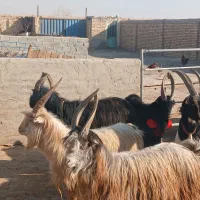 ۷رس‌بزغاله‌نر‌عالی‌برای‌ نربزی دونه ای ۲۵۰۰۰۰۰۰|حیوانات مزرعه|جوادآباد, |دیوار