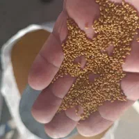 بذر یونجه رنجر آمریکایی و ایرانی اصل