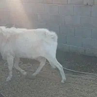 نربزسانن یک ساله|حیوانات مزرعه|جرقویه, |دیوار