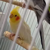 عروس هلندی نر