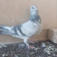 بزک سبز|پرنده|فسا, |دیوار