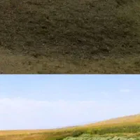 گیاه خرمن کوب شده