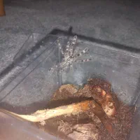 تارانتولا رگالیس