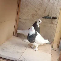 طوقی|پرنده|آران و بیدگل, |دیوار