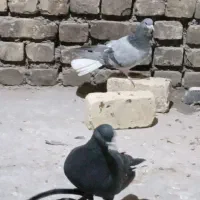 دمگیر|پرنده|اصفهان, دارک|دیوار