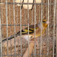 سهره قناری دهن سهره|پرنده|ری, سیزده آبان|دیوار