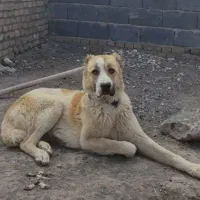 فروش سگ