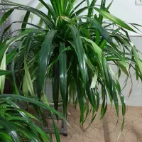 گل پاندانوس بزرگ و زیبا|گل و گیاه طبیعی|نیشابور, مازول|دیوار