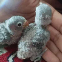 کوتوله برزیلی