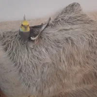 خز برای رو مبلی و غیره