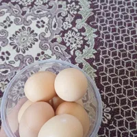 تخم مرغ بومی