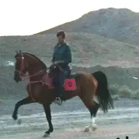 اسب دره شوری