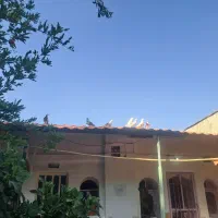 کبوتر