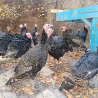 بوقلمون برنز  ۳۰۰۰۰۰ تومن|حیوانات مزرعه|اردبیل, |دیوار