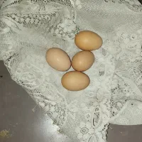 مرغ خروس|حیوانات مزرعه|کنگاور, |دیوار