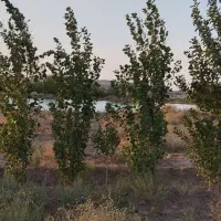 فروش باغ باسند تک برگ