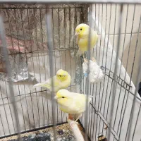 قناری ماده|پرنده|مسجد سلیمان, |دیوار