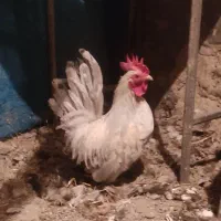 خروس جاپنیز