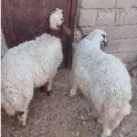 بره سینم