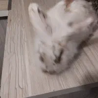 خرگوش سفید برفی|موش و خرگوش|رباط‌کریم, نصیرشهر|دیوار