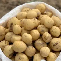 بذر جلی مدل ۱۴۰۰