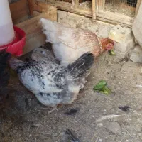 مرغ تخم گذار|حیوانات مزرعه|خوانسار, |دیوار