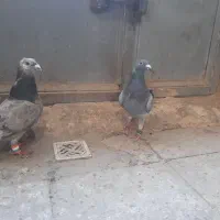 دوتا المانی پر کفچه|پرنده|بردسکن, |دیوار