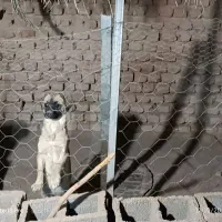 سگ اشپیتز پامر|سگ|کرمان, |دیوار