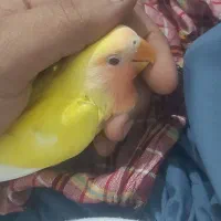 جوجه کوتوله سرلاکی زرد رنگ صورت هلویی