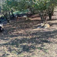 سگ گله دوساله بشرط برای چوپانی وگله داری|سگ|رستمآباد, |دیوار