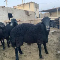 بره قوچ قره قزل و قره چال