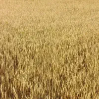 زمین کشاورزی دیم زار1هکتار 3هزار متر مربع