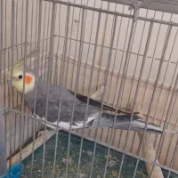 جوجه عروس هلندی و عروس هلندی نر