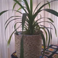 پاندانوس و پتوس