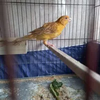 قناری ماده دو عدد|پرنده|کرمانشاه, |دیوار