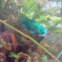 ماهی جک دمپسی و سیچلاید اورا