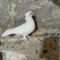 کبوتر|پرنده|محمدشهر, جعفرآباد|دیوار