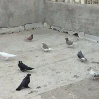 کفتر یه جای ۸ تا دونه|پرنده|قم, شهرک فاطمیه|دیوار