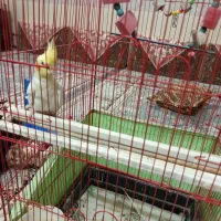 عروس هلندی|پرنده|قم, دانش|دیوار