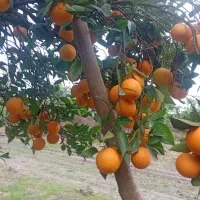 پرتقال ونارنگی