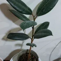 گل های آپارتمانی|گل و گیاه طبیعی|الشتر, |دیوار