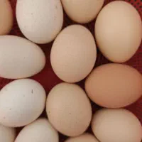 تخم مرغ نطفه دار
