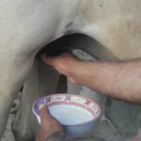 شیر اسب|خوردنی و آشامیدنی|مشهد, توس فردوسی|دیوار