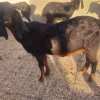 حیوانات مزرعه|حیوانات مزرعه|بندر ماهشهر, |دیوار