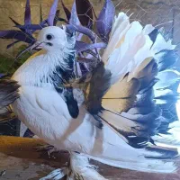 کبوتر دم چتری زینتی|پرنده|چمستان, |دیوار