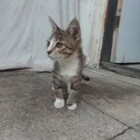 واگذاری ماده گربه ۶ماهه به صورت رایگان|گربه|ساری, |دیوار