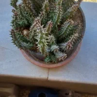 گل کاکتوس|گل و گیاه طبیعی|فولادشهر, B6|دیوار