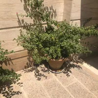 دوعدد درختچه بنسای گل طبیعی کاغذی خیلی بزرگ|گل و گیاه طبیعی|تهران, ستارخان|دیوار